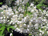 Hibiscus Garden - засаждане и отглеждане, хибискус снимка, отглеждане и поддържане на хибискус; видове и