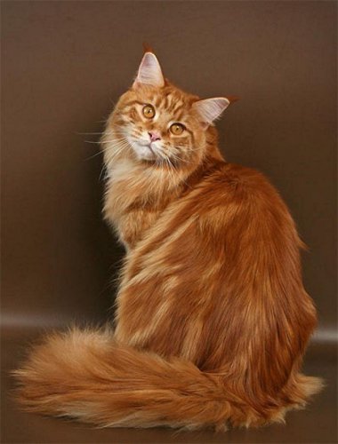 Най-голямата котка в света (24 снимки) - любители на сайта на животните