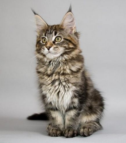 Най-голямата котка в света (24 снимки) - любители на сайта на животните