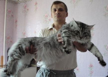 Най-голямата котка в света - източник на добро настроение