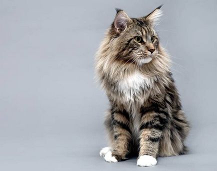 Най-скъпата порода котки снимка котки са най-скъпата котка в света снимките, котенца най-скъпите, най-добре 10