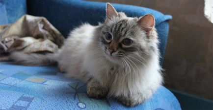 Повечето привързан и добри породи котки от 15 породи с описание и снимки