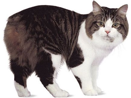 Най-популярните породи котки 1