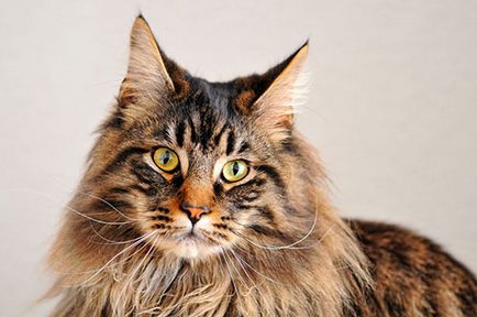Най-популярната породи котки със снимки - котка в къщата