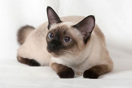 Най-популярната породи котки със снимки - котка в къщата