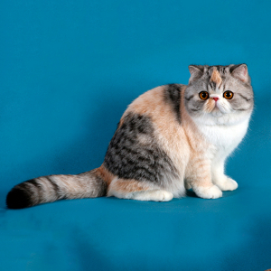 Най-страхотната породи котки със снимки