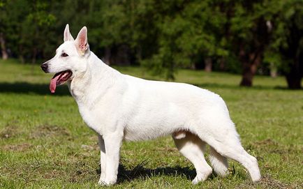 Най-интелигентна порода кучета с име, описание, снимка