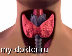 Щитовидната жлеза и нейното значение за организма