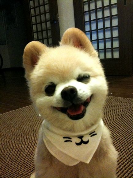 Шунсуке - най-очарователното куче Япония 1
