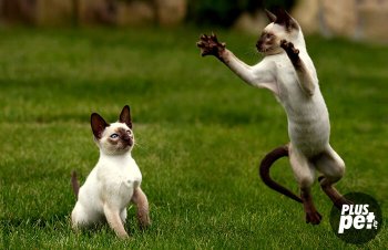 Сиамски котки порода характер и маниери