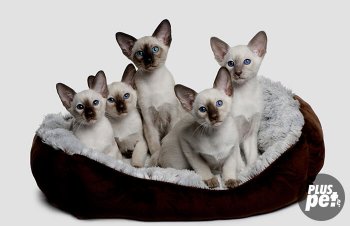 Сиамски котки порода характер и маниери