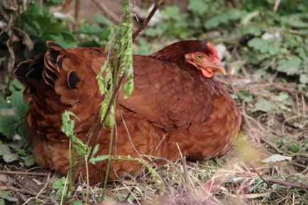 Колко дни, за да се излюпят кокоши яйца описание, снимки и видео преглед