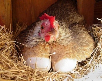 Колко кокоши яйца се излюпват, когато пилета poyavlyayutchya