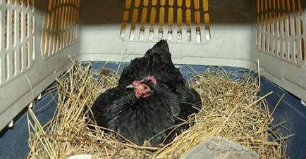 Колко кокоши яйца се излюпват, когато пилета poyavlyayutchya