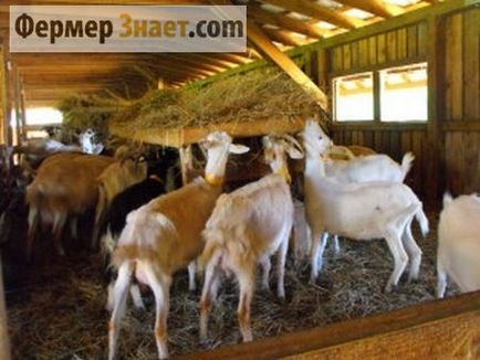 Колко литра мляко коза дава на ден и как да се подобри тези показатели