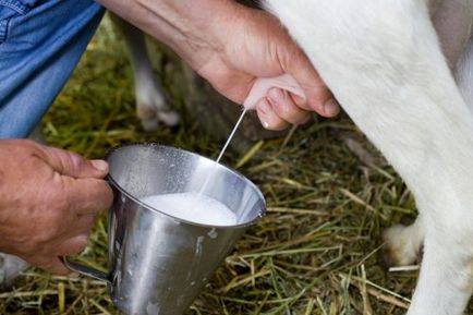 Колко мляко коза дава на ден как да се увеличи добива на мляко