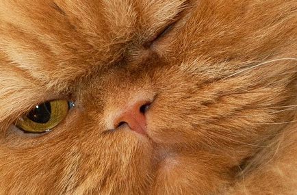 Сълзящи очи при котки информация за лечение и профилактика