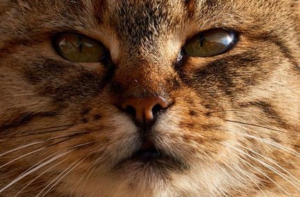 Сълзящи очи при котки информация за лечение и профилактика