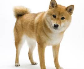 Едно куче, като лисица, рок, червенокоса малко куче