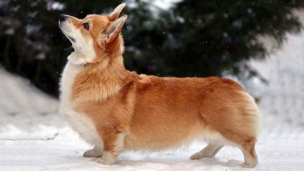Едно куче, като лисица, рок, червенокоса малко куче