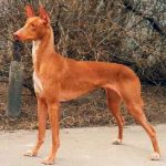 Sulimov куче снимка и цена, къде да се купуват, кученца описание и стандарт, природата и всичко, което не знам