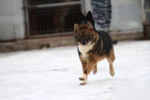 Sulimov описание куче, характеристики, снимки, всичко за кучета