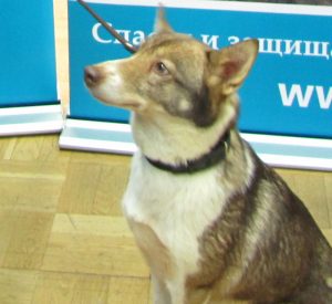 Sulimov описание куче, характеристики, снимки, всичко за кучета