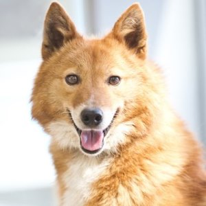 Sulimov куче - порода описание