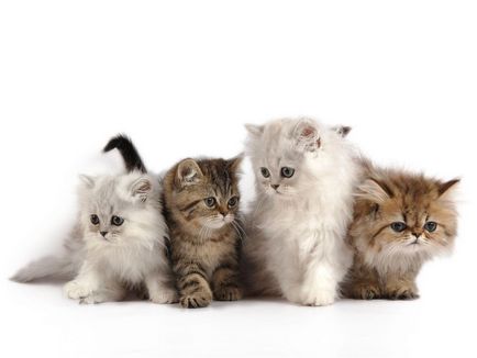Съдържанието на котките в апартамент, как да се отстранят неприятните последици от отглеждането на животни на закрито