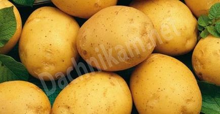 сортове картофи по азбучен ред на снимки и описание, cottagers