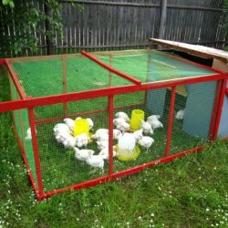 Съвети за подреждане на готовата кокошарника, ограда и монтаж кутия за пилета