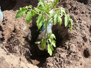 Съвети за да се грижи за разсад от домати и когато е необходимо да се засади