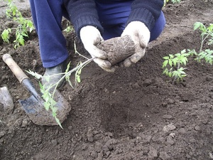 Съвети за да се грижи за разсад от домати и когато е необходимо да се засади