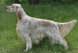 Стандарти и изисквания за кучета ловни породи