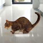 Гърчове при котки причини и лечение, какво да правя и дали преди смъртта си и след стерилизация в