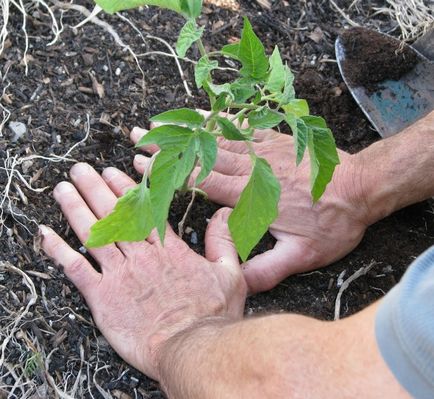 Доматите от май благоприятните дни за засаждане в почвата, когато засаждане на разсад в оранжерии, снимки, видео