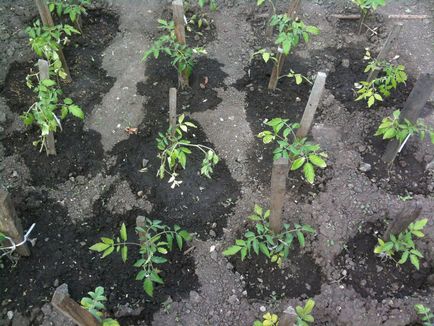 Доматите от засаждане май в земята, за щастливи дни за засаждане, открити домати когато оранжерията