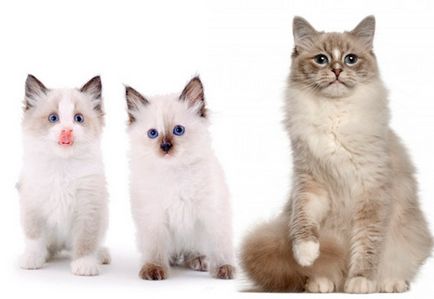 Топ 10 на най-популярните породи котки
