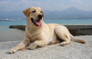 Топ 10 най-интелигентните породи кучета, признати от света, функции и характеристики на животните