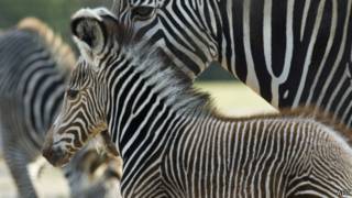 Учените са представили нова теория за това защо райета зебра - Би Би Си руски Service