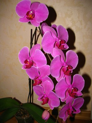 Грижа за Phalaenopsis орхидея у дома след пазаруване