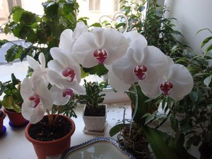 Грижа за Phalaenopsis орхидея у дома след пазаруване