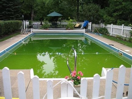 В цвят водата на басейна - какво да се прави, ако водата е зелен