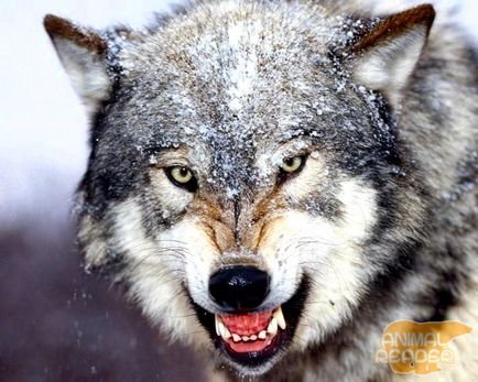 Каква е силата на закалени вълци