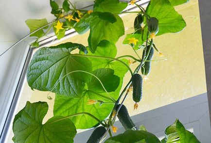Отглеждане краставици на балкона на няколко тайни на земеделски практики