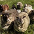 Отглеждане на овце у дома кошара за овце със собствените си ръце