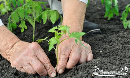 Пресаждането домати на открито място - как да се засадят и кога