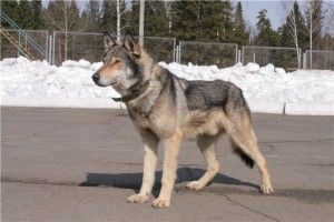 Volkosoby сила на вълка, лоялността на куче, тайни дома оформяне