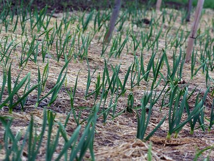 Пролет чесън - засаждане и грижи в открито отглеждането на полето на чесън от семена; Почистване и съхранение