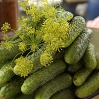 Препарати от краставици - (повече от 10 рецепти) със снимки на